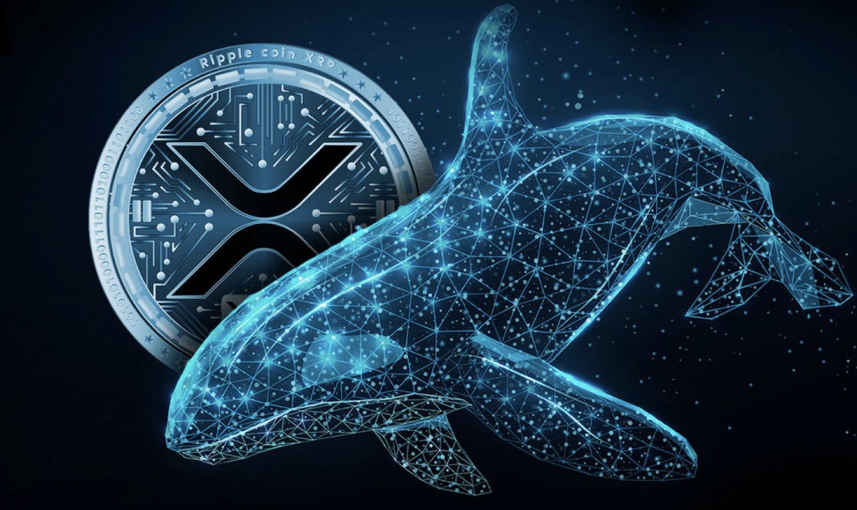 XRP whales accumulate